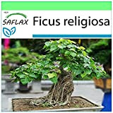 SAFLAX - Fico sacro - 100 semi - Ficus religiosa
