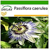 SAFLAX - Fiore della passione - 25 semi - Con substrato - Passiflora caerulea