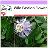 SAFLAX - Fiore della passione - 5 semi - Passiflora incarnata