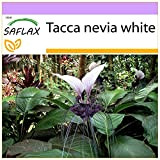 SAFLAX - Fiore pipistrello gigante - 10 semi - Tacca nevia white