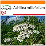 SAFLAX - Garden in the Bag - Achillea millefoglie - 200 semi - Achillea millefolium