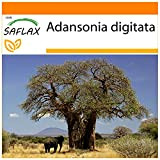 SAFLAX - Garden in the Bag - Baobab africano - 6 semi - Adansonia digitata