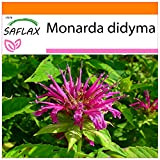 SAFLAX - Garden in the Bag - Bergamotto - 20 semi - Monarda didyma