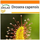 SAFLAX - Garden in the Bag - Drosera - 200 semi - Drosera capensis