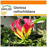 SAFLAX - Garden in the Bag - Gloriosa - 15 semi - Gloriosa rothschildiana