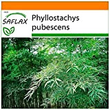 SAFLAX - Garden in the Bag - Moso/Bambù gigante - 20 semi - Phyllostachys pubescens