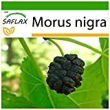 SAFLAX - Gelso nero - 200 semi - Con substrato - Morus nigra