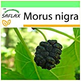 SAFLAX - Gelso nero - 200 semi - Morus nigra