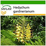 SAFLAX - Giglio dello zenzero - 10 semi - Con substrato - Hedychum gardnerianum