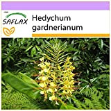 SAFLAX - Giglio dello zenzero - 10 semi - Hedychum gardnerianum