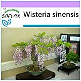 SAFLAX - Glicine - 4 semi - Wisteria sinensis