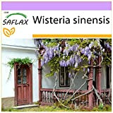 SAFLAX - Glicine - 4 semi - Wisteria sinensis