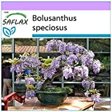 SAFLAX - Glicine africano - 15 semi - Bolusanthus speciosus