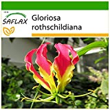 SAFLAX - Gloriosa - 15 semi - Con substrato - Gloriosa rothschildiana