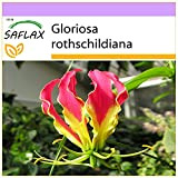 SAFLAX - Gloriosa - 15 semi - Gloriosa rothschildiana