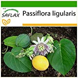 SAFLAX - Granadilla - 20 semi - Con substrato - Passiflora ligularis