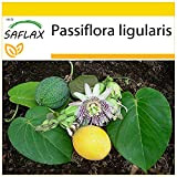 SAFLAX - Granadilla - 20 semi - Passiflora ligularis