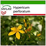 SAFLAX - Iperico - 300 semi - Con substrato - Hypericum perforatum