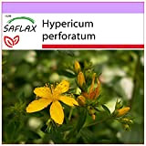 SAFLAX - Iperico - 300 semi - Hypericum perforatum