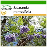SAFLAX - Jacaranda - 50 semi - Con substrato - Jacaranda mimosifolia