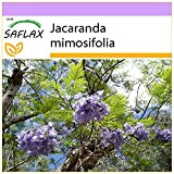 SAFLAX - Jacaranda - 50 semi - Jacaranda mimosifolia