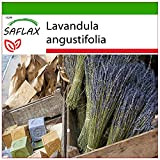SAFLAX - Lavanda - 150 semi - Con substrato - Lavandula angustifolia