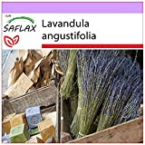 SAFLAX - Lavanda - 150 semi - Lavandula angustifolia