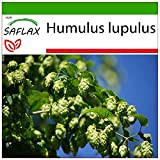 SAFLAX - Luppolo - 50 semi - Con substrato - Humulus lupulus