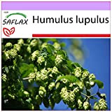 SAFLAX - Luppolo - 50 semi - Humulus lupulus