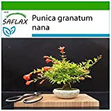 SAFLAX - Melograno nano - 50 semi - Con substrato - Punica granatum nana