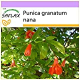 SAFLAX - Melograno nano - 50 semi - Punica granatum nana