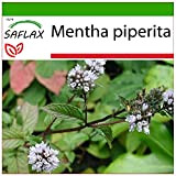SAFLAX - Menta piperita - 300 semi - Con substrato - Mentha piperita