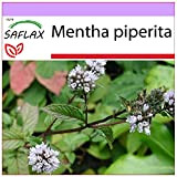 SAFLAX - Menta piperita - 300 semi - Mentha piperita