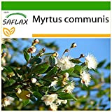 SAFLAX - Mirto - 30 semi - Con substrato - Myrtus communis