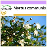 SAFLAX - Mirto - 30 semi - Myrtus communis