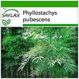 SAFLAX - Moso/Bambù gigante - 20 semi - Con substrato - Phyllostachys pubescens