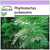 SAFLAX - Moso/Bambù gigante - 20 semi - Phyllostachys pubescens