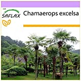 SAFLAX - Palma di Chusan - 10 semi - Chamaerops excelsa