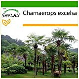 SAFLAX - Palma di Chusan - 10 semi - Con substrato - Chamaerops excelsa