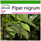 SAFLAX - Pepe - 20 semi - Con substrato - Piper nigrum
