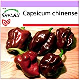 SAFLAX - Peperoncino Habanero Chocolate - 10 semi - Capsicum chinense