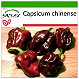 SAFLAX - Peperoncino Habanero Chocolate - 10 semi - Con substrato - Capsicum chinense
