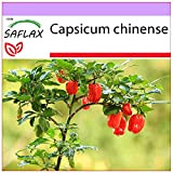 SAFLAX - Peperoncino Habanero rosso delle Antille - 10 semi - Capsicum chinense