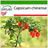 SAFLAX - Peperoncino Habanero rosso delle Antille - 10 semi - Con substrato - Capsicum chinense