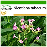 SAFLAX - Pianta del tabacco - 250 semi - Con substrato - Nicotiana tabacum