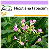 SAFLAX - Pianta del tabacco - 250 semi - Nicotiana tabacum