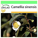 SAFLAX - Pianta del tè - 6 semi - Camelia sinensis