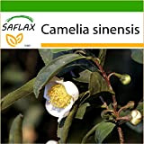 SAFLAX - Pianta del tè - 6 semi - Con substrato - Camelia sinensis