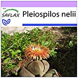 SAFLAX - Pleiospilos tricolore - 40 semi - Pleiospilos nelii