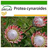 SAFLAX - Protea re - 5 semi - Con substrato - Protea cynaroides